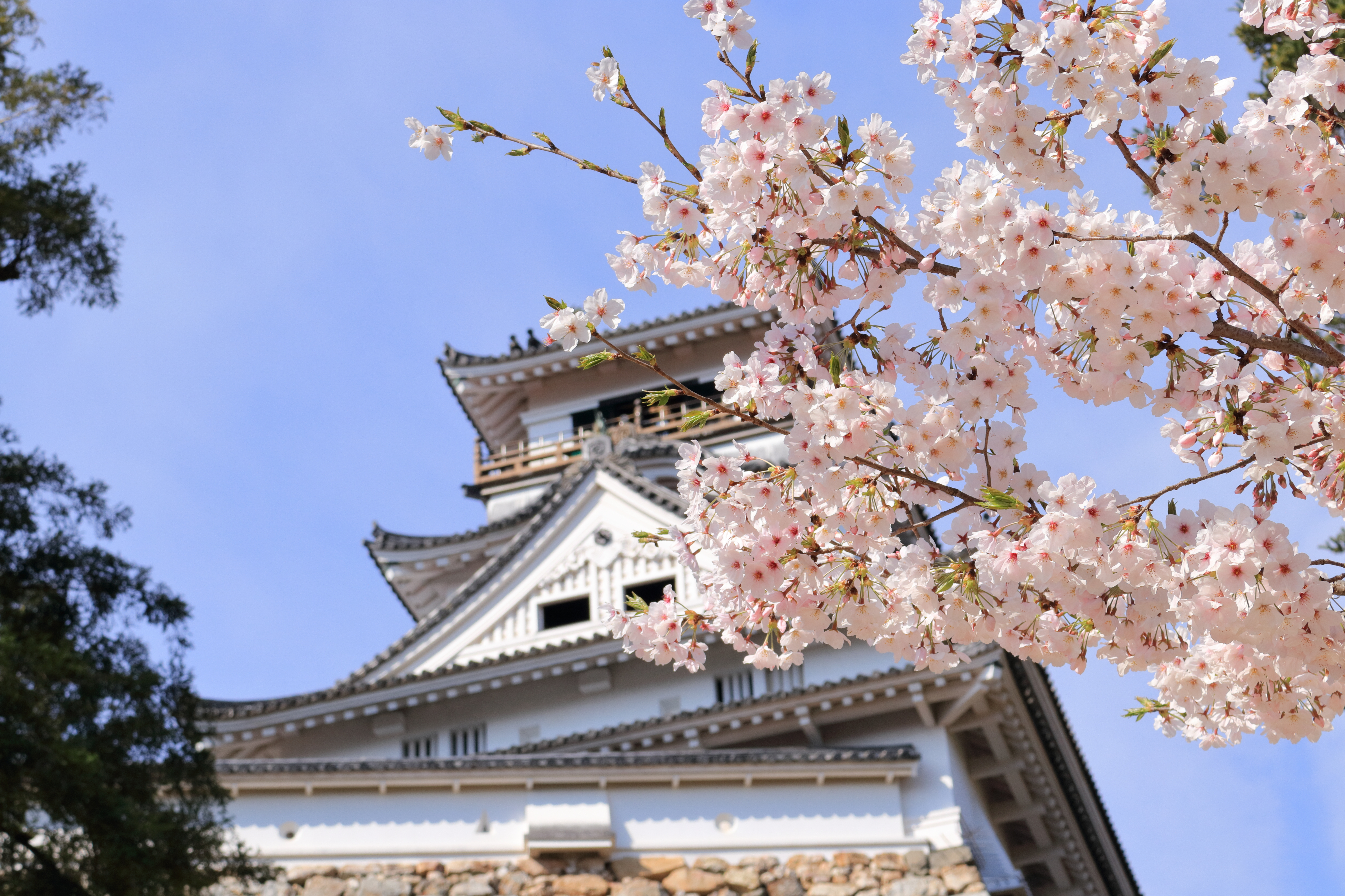 高知城　桜　ライトアップ