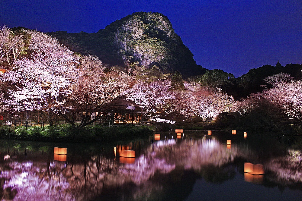御船山楽園　桜　ライトアップ
