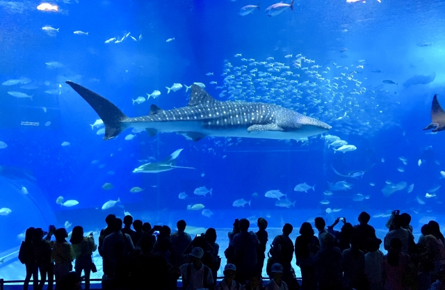 美ら海水族館